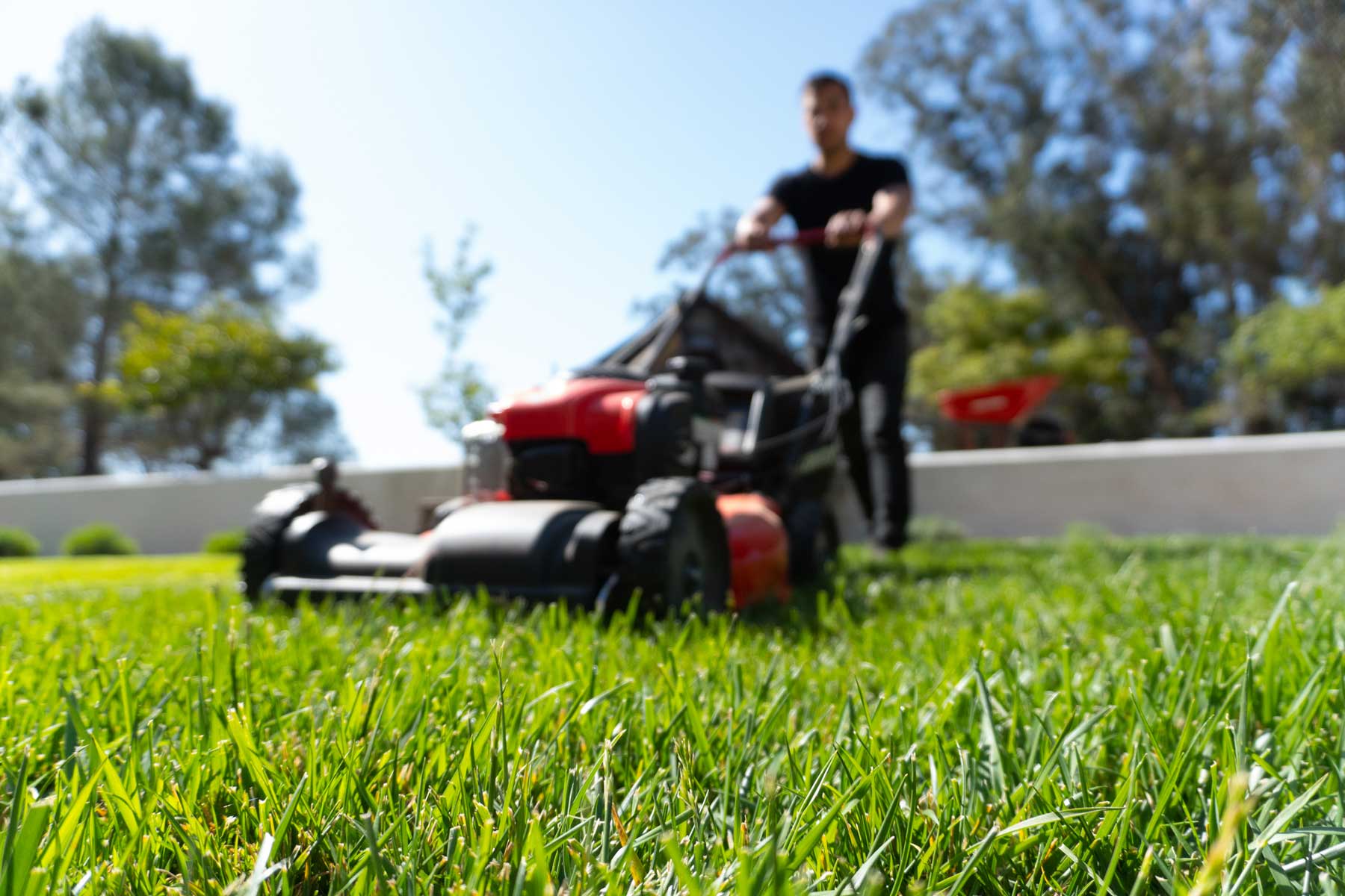 benefits-of-planting-kikuyu-grass