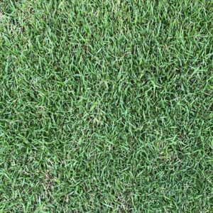 buy-kikuyu-grass-online-pretoria